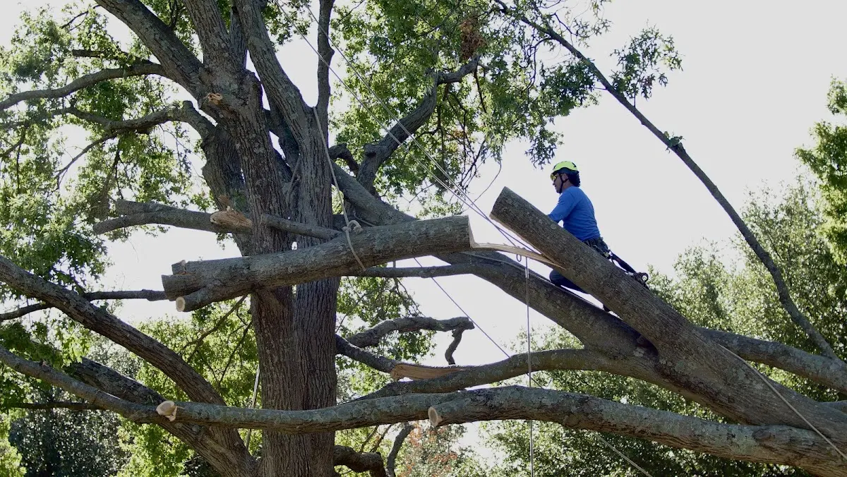 Professional Hazardous Tree Removal performed by certified arborists in Grosse Tete
